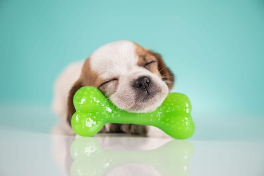 Dog sleeps with a rubber bone