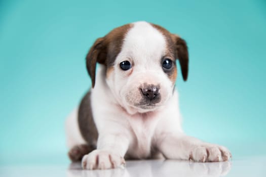 Pet, Little puppy dog, animals concept