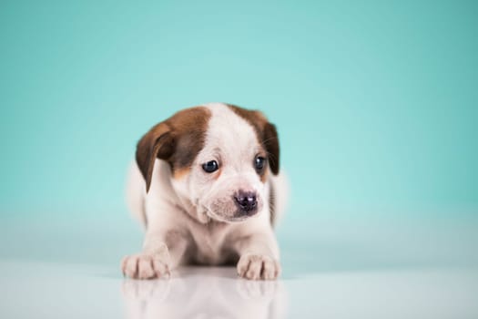 Pet, Little puppy dog, animals concept