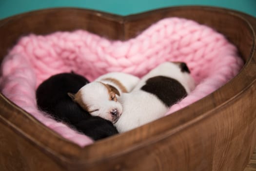 Love, Puppies dog sleeps on a blanket