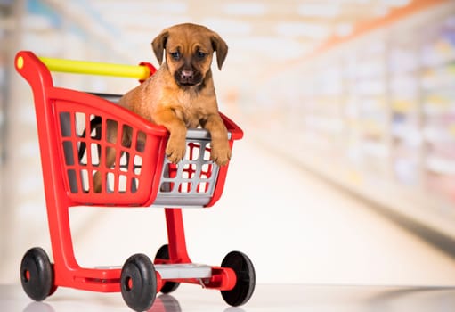 Dog in a shopping cart