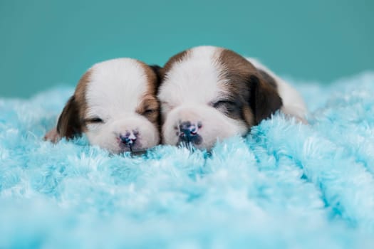 Pet, dog puppy, sleeps on a blanket