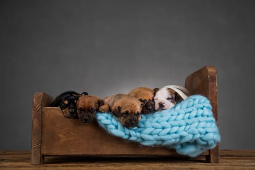 Dogs sleep on a small wooden bed