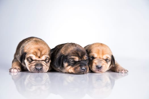 A small dogs, sleep on a white background
