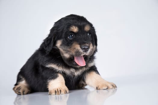 Little dog on a white background