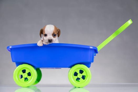 Little dog in a toy wagon