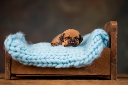 Cute puppy dog sleeping in its bed