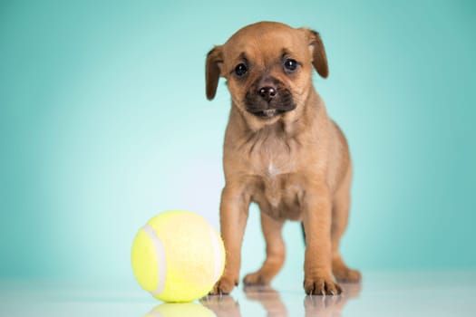 Puppy dog is playing with a ball