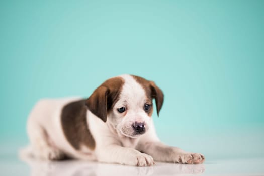 Pet, Little puppy dog, animals concept