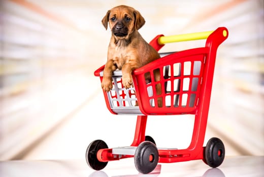 A dog in a shopping cart
