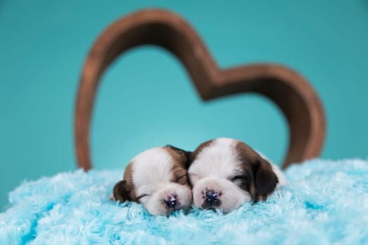 Love dogs in are sleeping