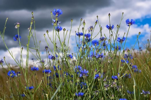 Blue cornflowers ( Centaurea cyanus ) in a cornfield with an overcast sky
