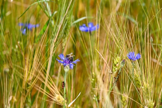A bee on a cornflower in the cornfield, with blurred aphids on the stem