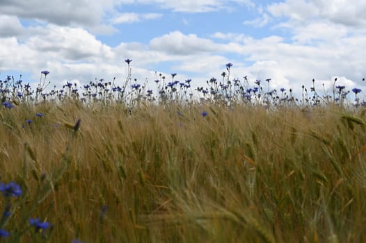 Lots of blue cornflowers in the cornfield,blue sky and white clouds