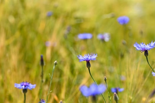 Blue cornflowers ( Centaurea cyanus ) in a cornfield