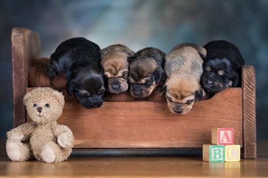 The dogs sleep on a wooden bed