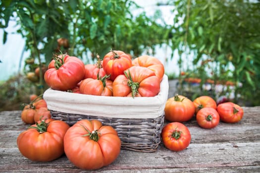 Tomatoes vegetable garden, organic products
