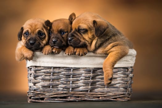 Small puppies in a wicker basket