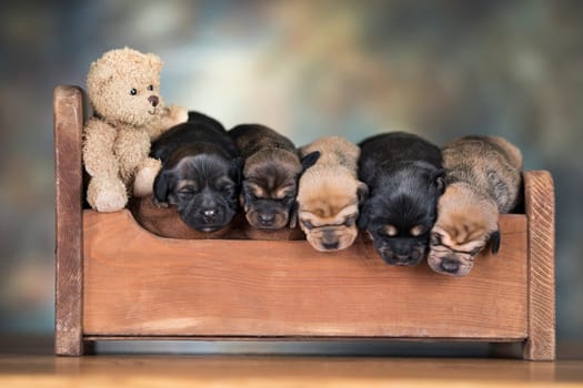 The dogs sleep on a wooden bed
