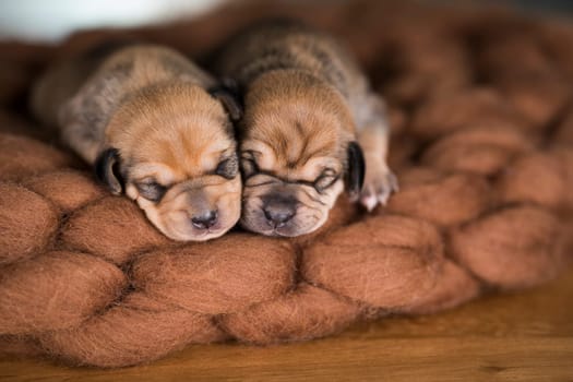 A beautiful little dog sleeps on a blanket