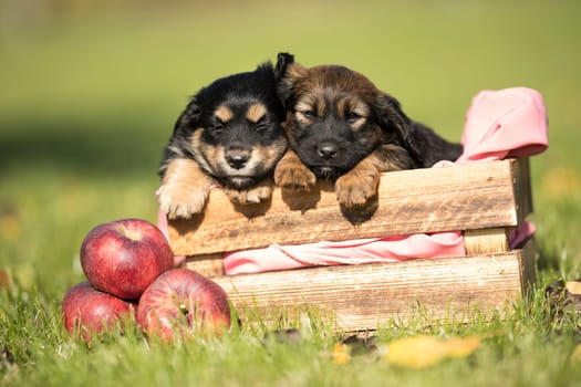 Two dog in a wooden crate on the grass