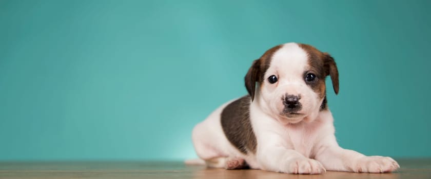 Cute puppy dog, animals concept