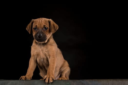 Small dog on a black background