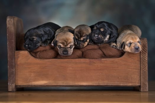 The dogs sleep on a wooden bed