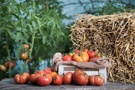Vegetables, tomatoes on wooden desk