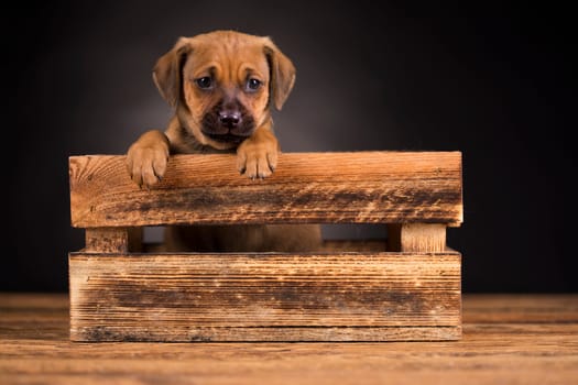Cute little dog in a wooden crate