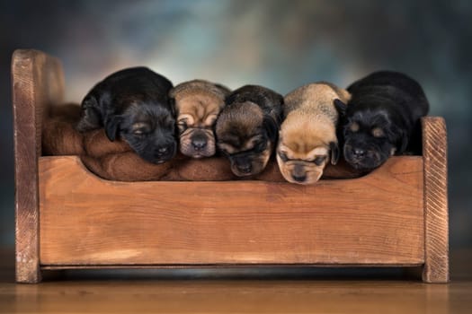 Little puppies sleeping in bed