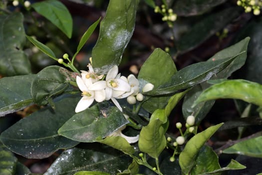 Orangen-Blüte (Citrus sinensis), Gran Canaria, Spanien, Las Palmas