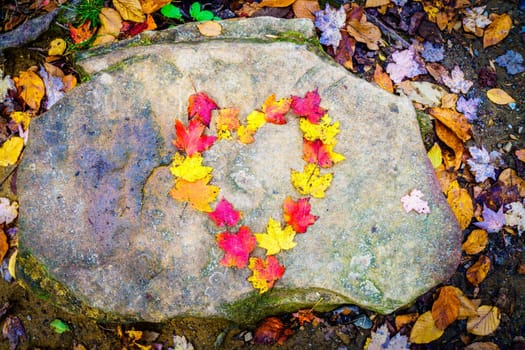 Heart shape made of colorful maple leaves on a rock