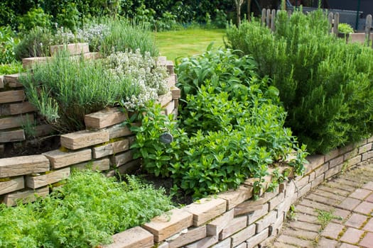 herb spiral in the garden with fresh herbs