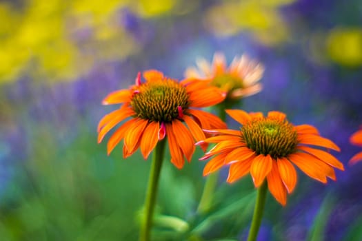 echinacea - coneflowers in the garden - abstrackt background