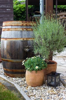 rustic garden -  green plants and rain barrel
