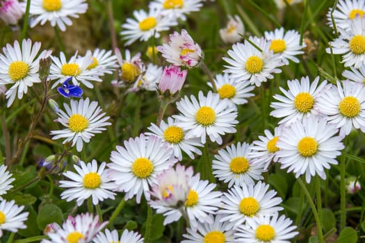 blooming daisies flowers in the garden - close up
