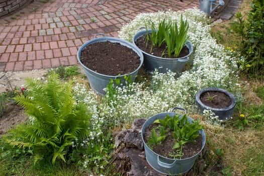 rustic garden -  plants in tin tubs and fern