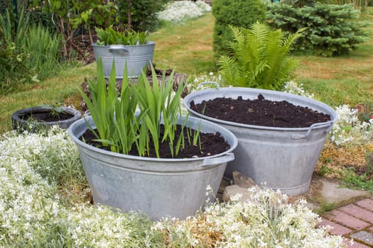 rustic garden -  plants in tin tubs and fern