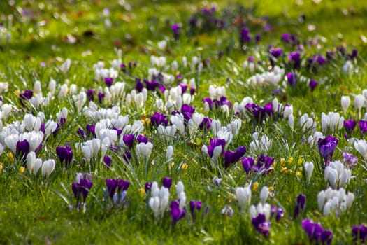 crocus flowers in a garden - fresh spring flowers