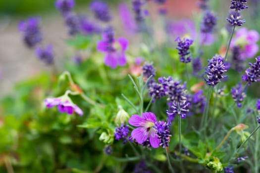 Geranium magnificum and lavender flowers in the garden - soft focus