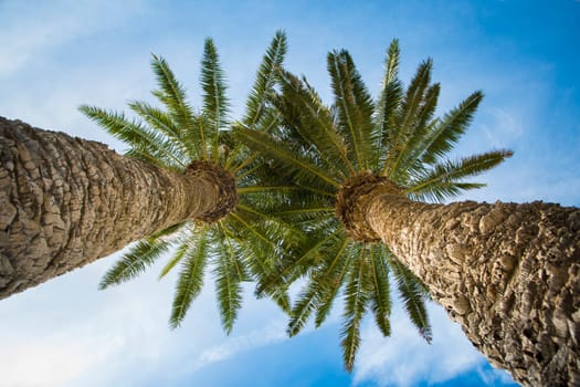 Low angle view on two palm trees shot directly into the sun.