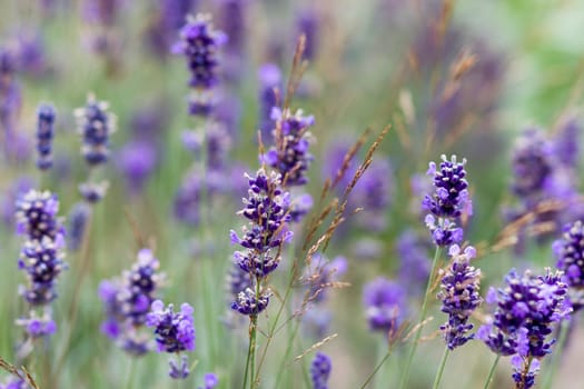 lavender flowers in a garden natural summer background, blurred image, selective focus