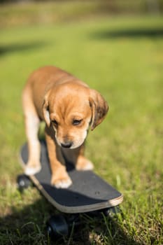 The dog is riding a skateboard on the grass