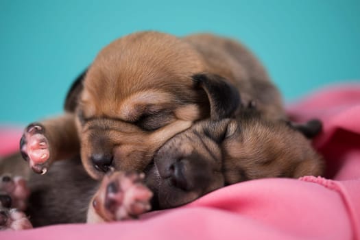 A beautiful little dog sleeps on a pink blanket