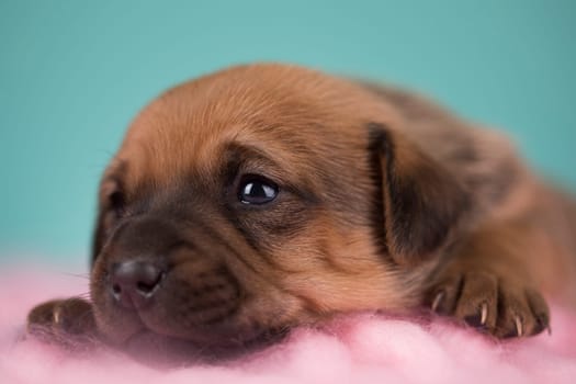 Sleeping dog in a on a blanket