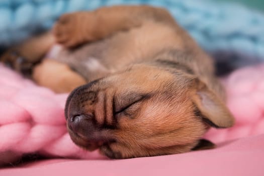 Little cute puppies are sleeping on a blanket