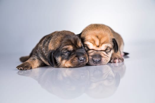 A small dogs, sleep on a white background
