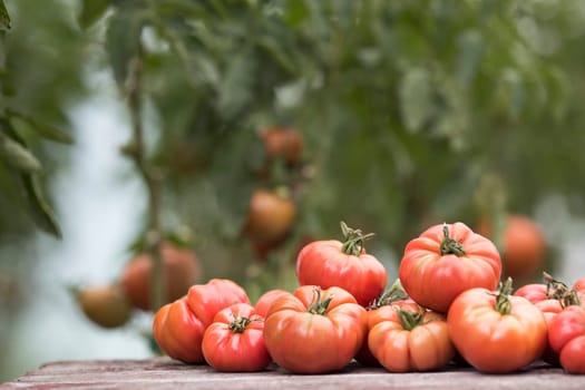 Vegetables, Tomatoes,  on desk in garden