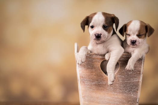 Puppies in a wooden crate